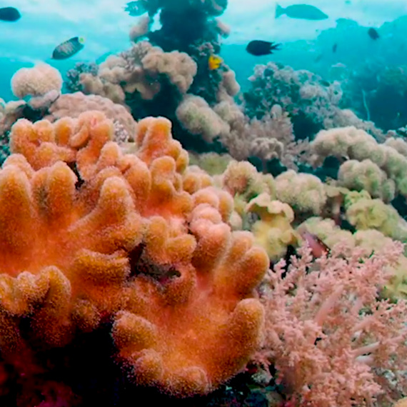 Outrigger Resorts invites guests to join its global conservation initiative during World Oceans Month