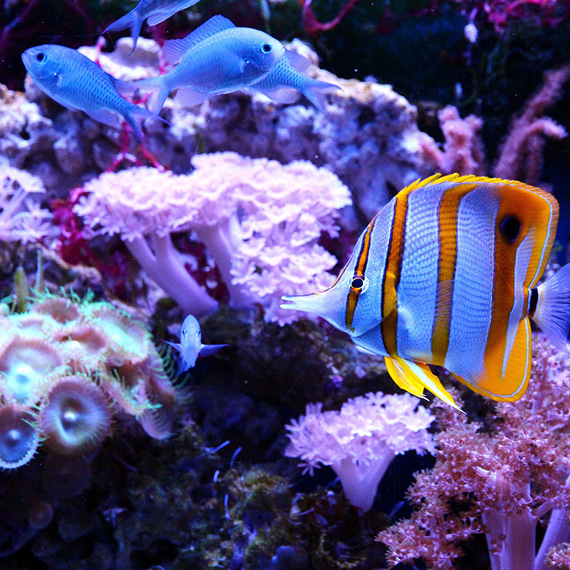 Celebrate World Oceans Month with Educational Activities at Outrigger Reef Waikiki Beach Resort