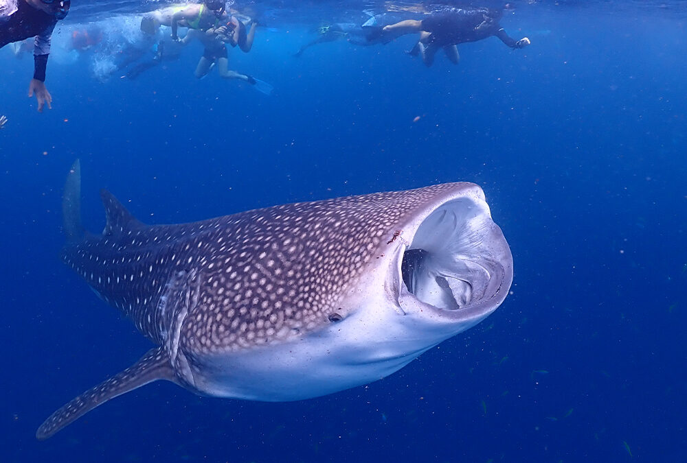 Outrigger Maldives Playing Important Role in Manta Ray, Whale Shark and Turtle Conservation