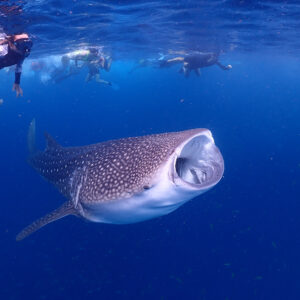 Outrigger Maldives Playing Important Role in Manta Ray, Whale Shark and Turtle Conservation