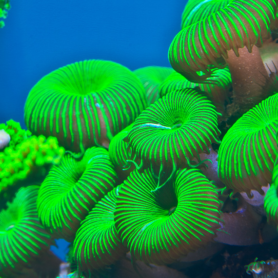 Waikiki Aquarium Brings Traveling Exhibit to Outrigger Reef Waikiki Beach Resort