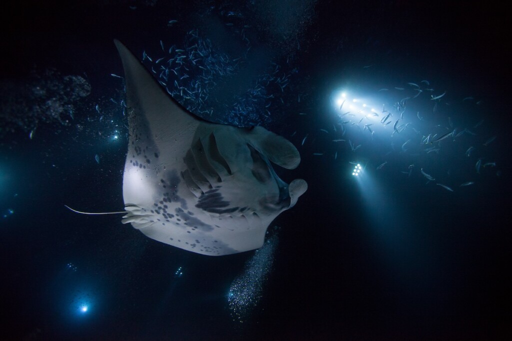 Manta Ray