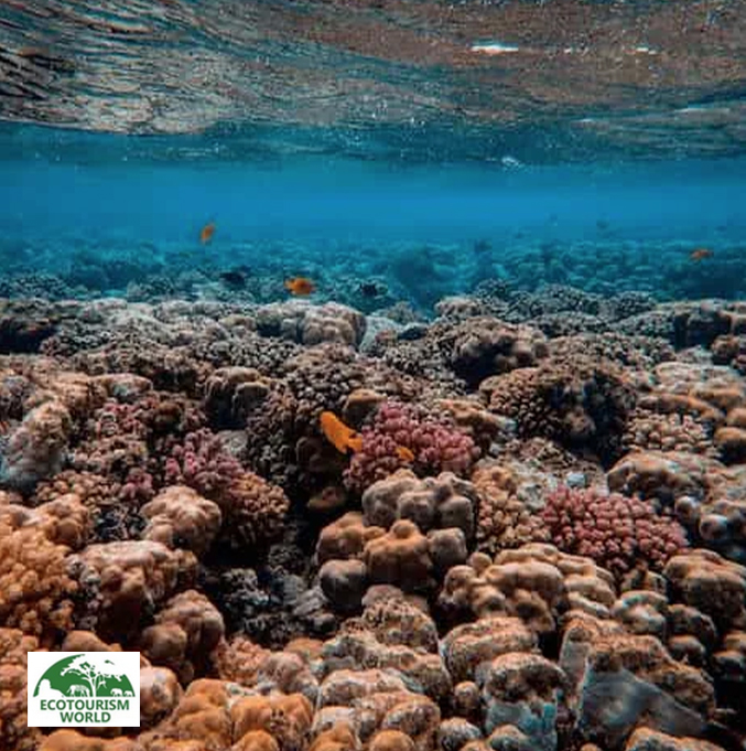 Beautiful Destinations For Coral Planting
