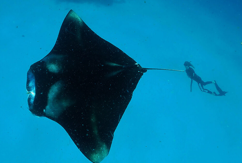 Marine Conservation at Outrigger Maldives Maafushivaru Resort