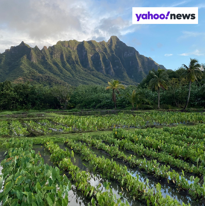10 of the Best Hotels with Immersive Nature Experiences: Say Aloha to an Eco-Adventure at Outrigger Reef Waikiki Beach Resort