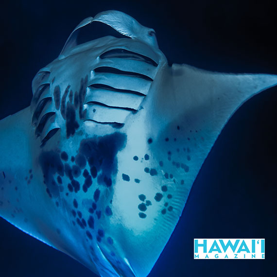 10 Things You May Not Know About Manta Rays in Hawaiʻi