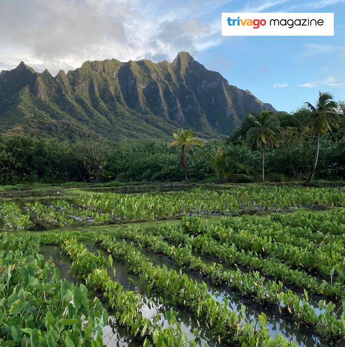 8 Hawaii Resorts Where You Can Experience Authentic Island Life
