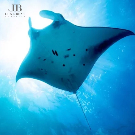 Seeing Manta Rays at OUTRIGGER Kona Resort & Spa