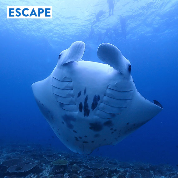 We Stayed at... Outrigger Kona Resort & Spa, on Hawai‘i’s Stunning Big Island