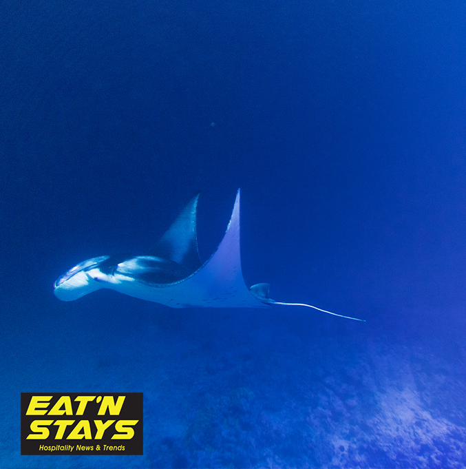 Top 10 Tips from Outrigger Maldives Maafushivaru Resort on Viewing Manta Rays
