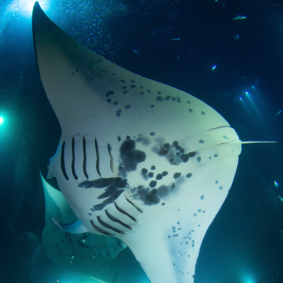 OUTRIGGER Kona Resort & Spa Hosts Free World Manta Day Festival with Manta Pacific Research Foundation, Sept 6