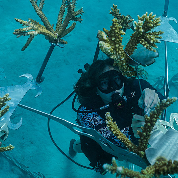 Castaway Island Wins Global Award for Leadership in Coral Reef Restoration